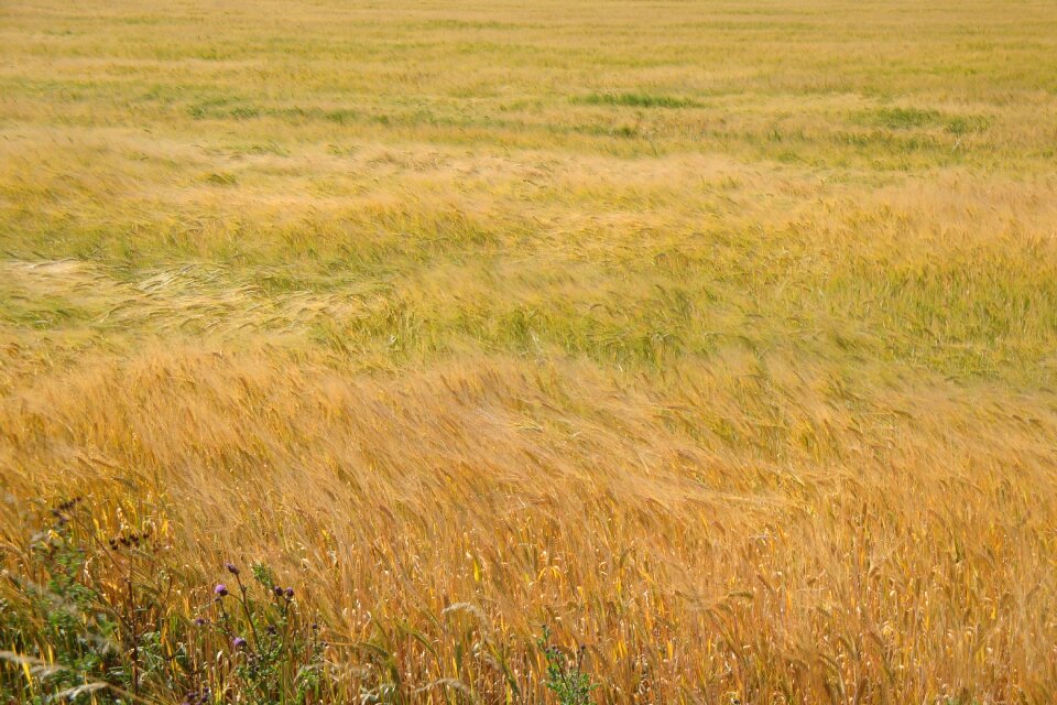 Wave cereals barley