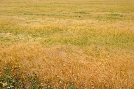 Wave cereals barley