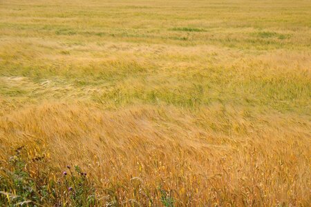 Wave cereals barley photo