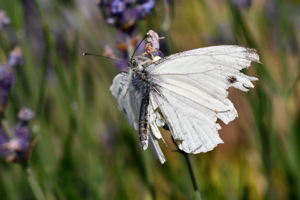 Butterfly spider prey