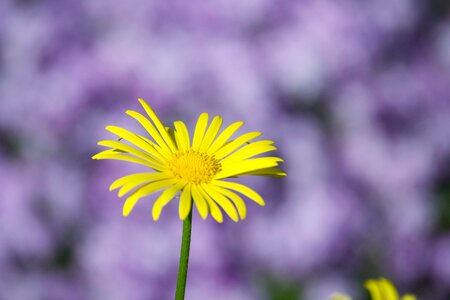 Summer flora lilac nature