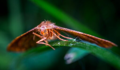 Butterfly lepidoptera insect
