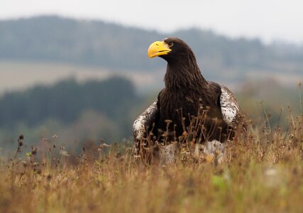 Eagle feather predator