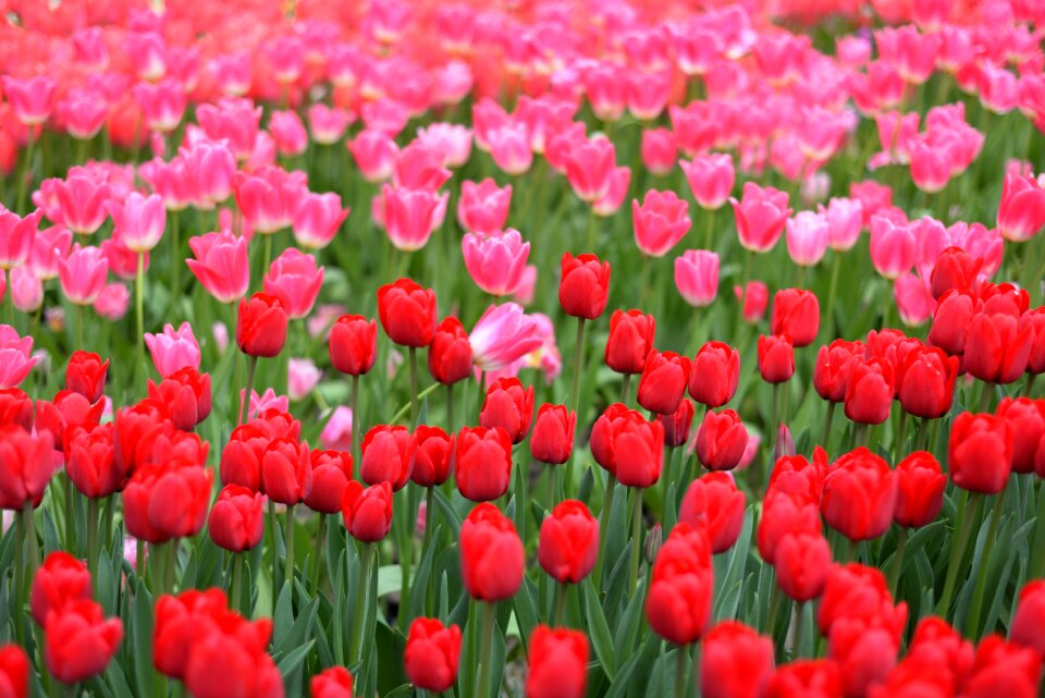 Plant flower tulip