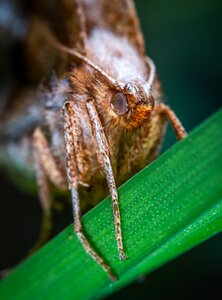 Insect lepidoptera blade of grass