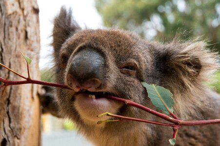 Koala bear lunch kangaroo island photo