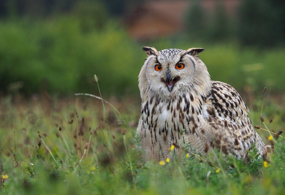 Feather predator beak