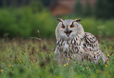 Feather predator beak photo