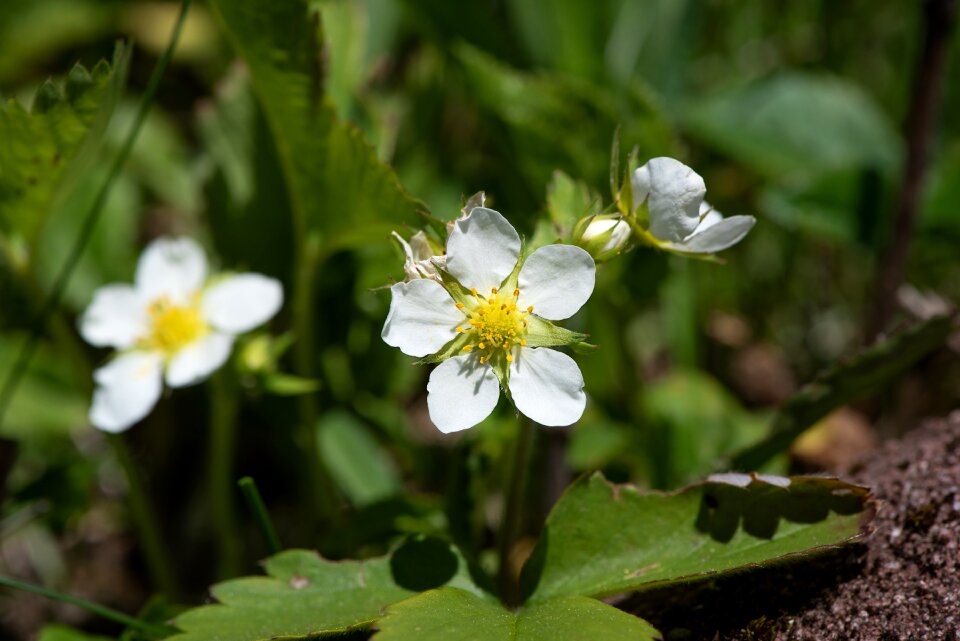 Flowers strawberry flowers white