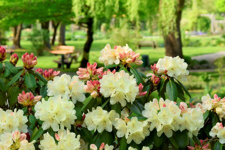 Bloom spring nature