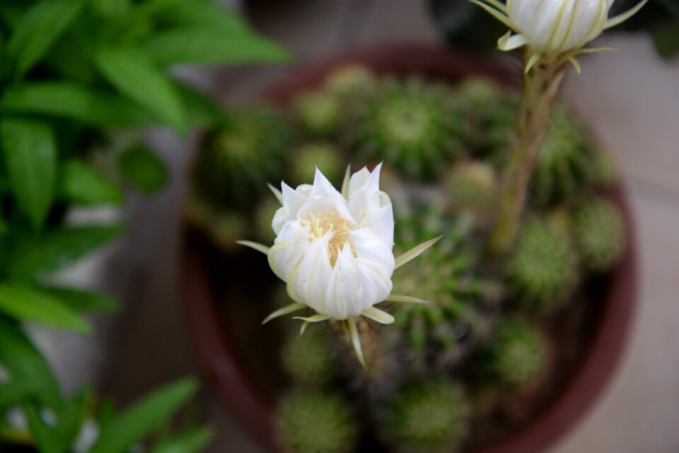 Plant flower prickly pear flower