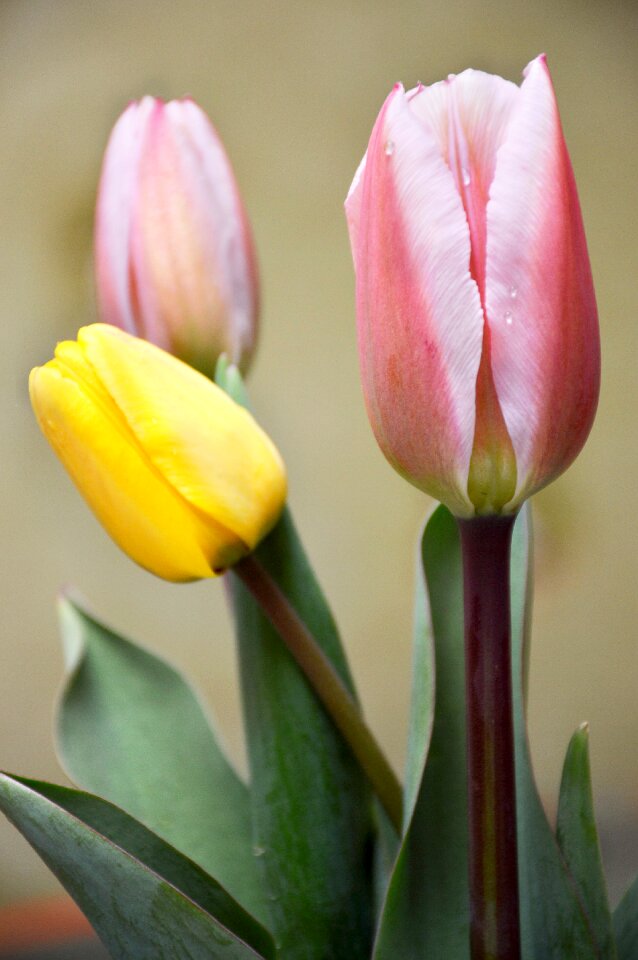 Favorite tulips spring