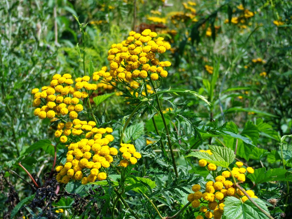 Green healthy herb