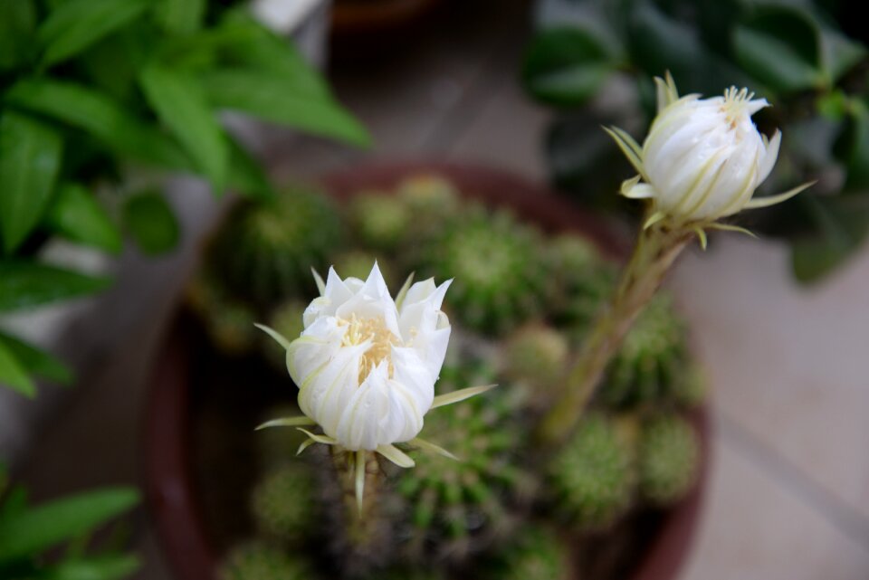 Plant flower prickly pear flower