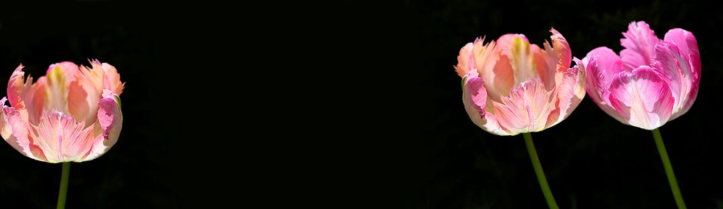 Dark background black background flowers