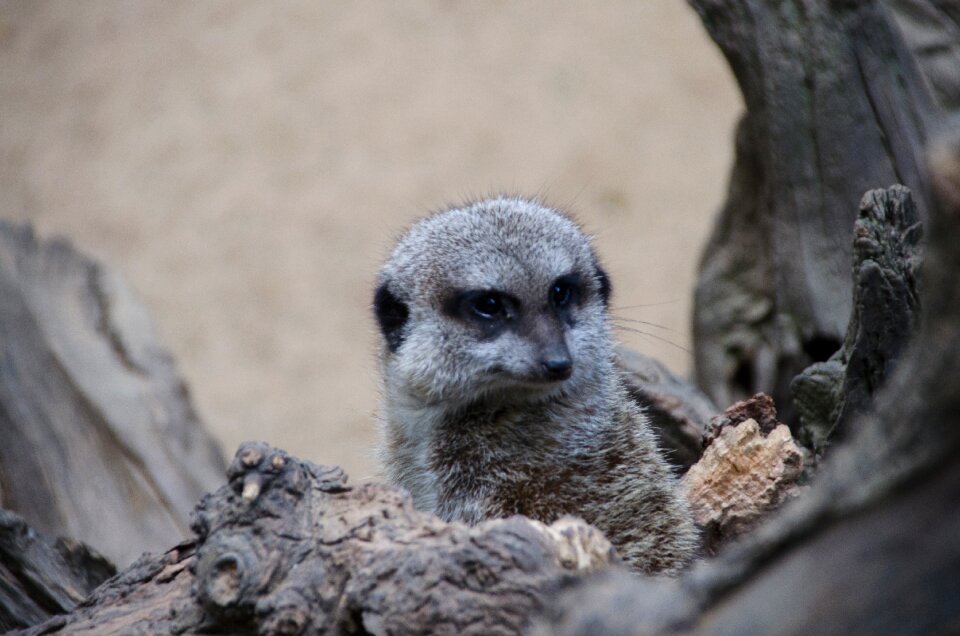 Zoo animals meerkat