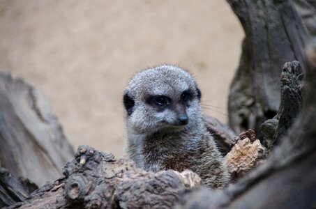 Zoo animals meerkat