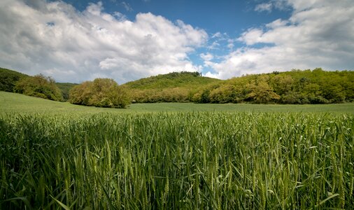 Agriculture plants calm