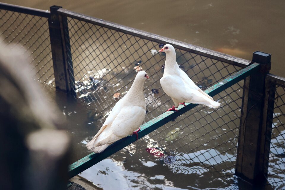 Dove of peace pigeons animal