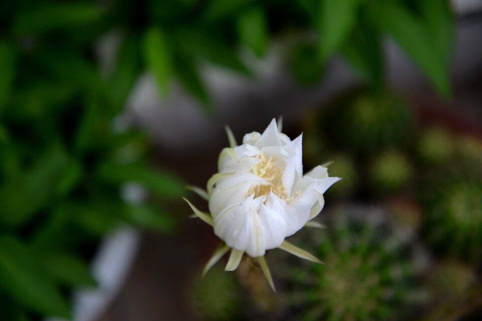 Plant flower prickly pear flower