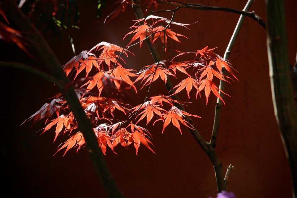 Fall color red light