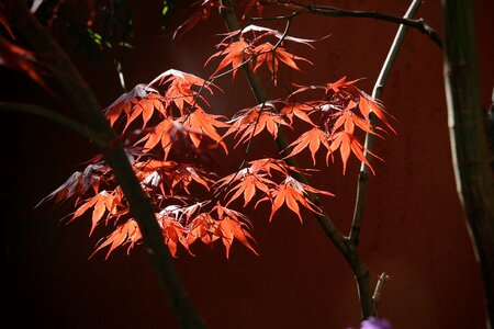 Fall color red light