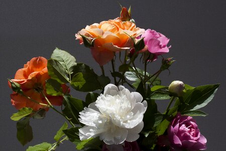 Peony flower nature photo