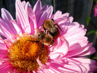 Pink bumblebees insects photo