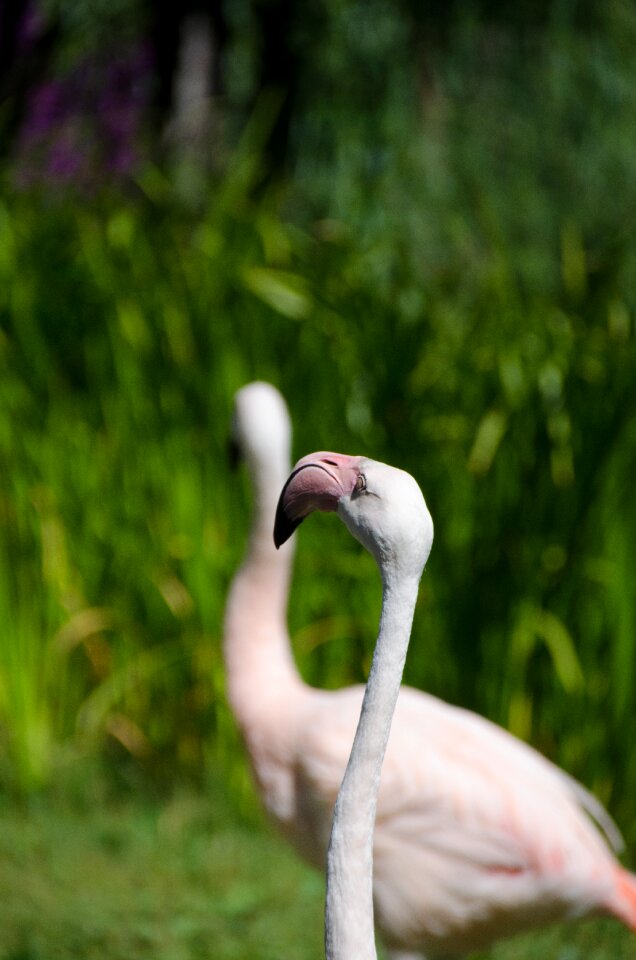 Nature pink animal photo