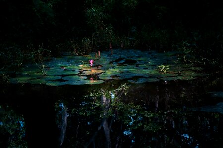Lotus leaf nature pond photo