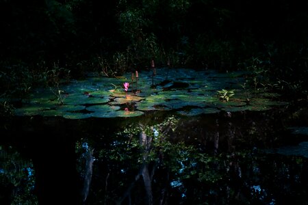 Lotus leaf nature pond