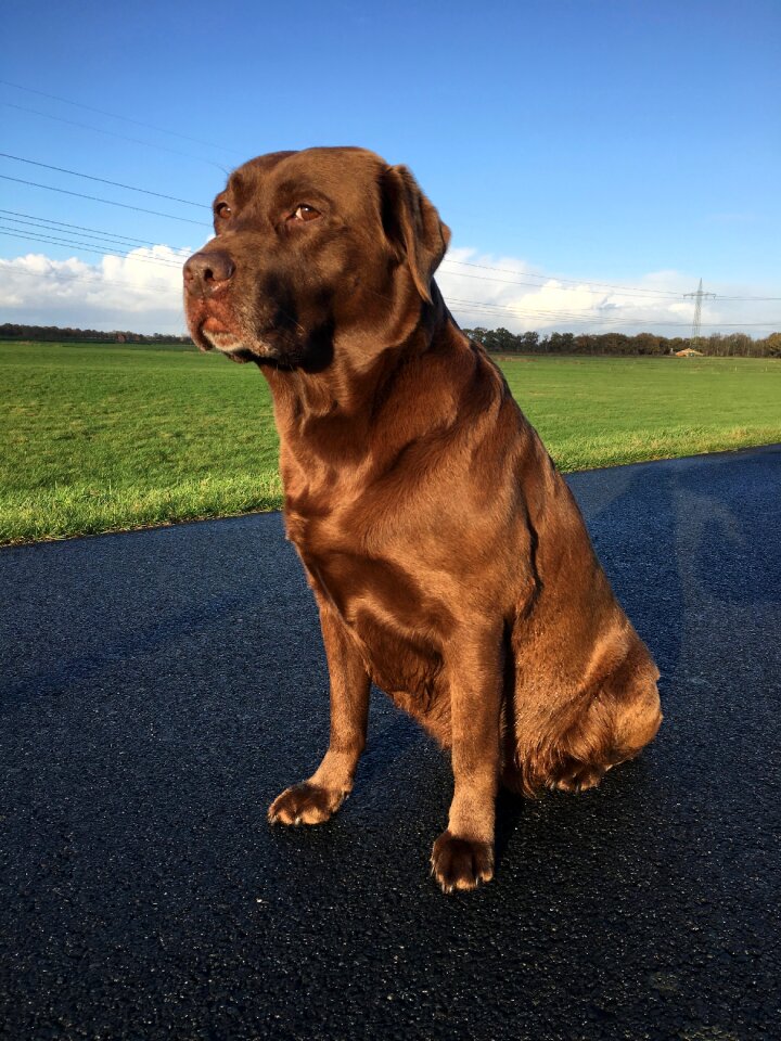 Portrait labrador sitting