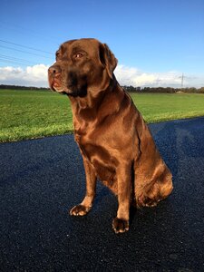 Portrait labrador sitting