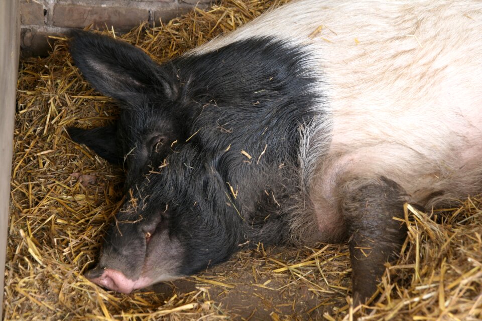 Domestic pig sleep straw