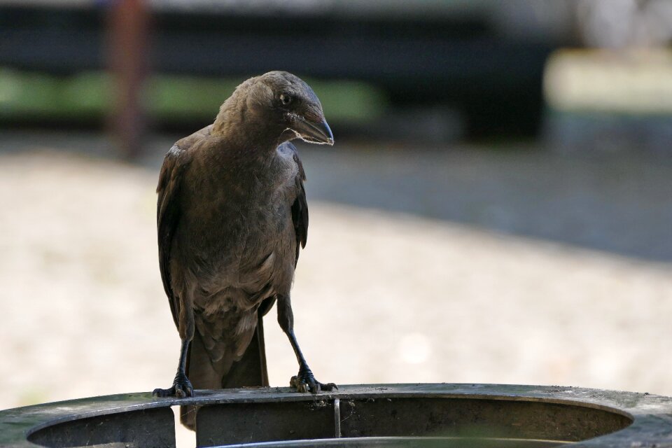Pen plumage jackdaw