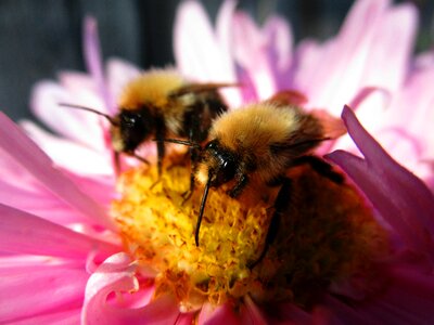 Pink bumblebees insects photo
