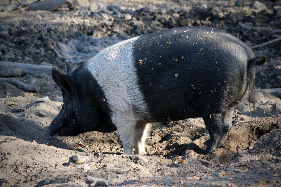 Domestic pig mud pig