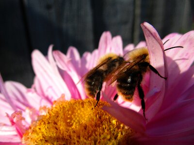 Pink bumblebees insects
