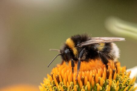 Hummel bombus insect photo