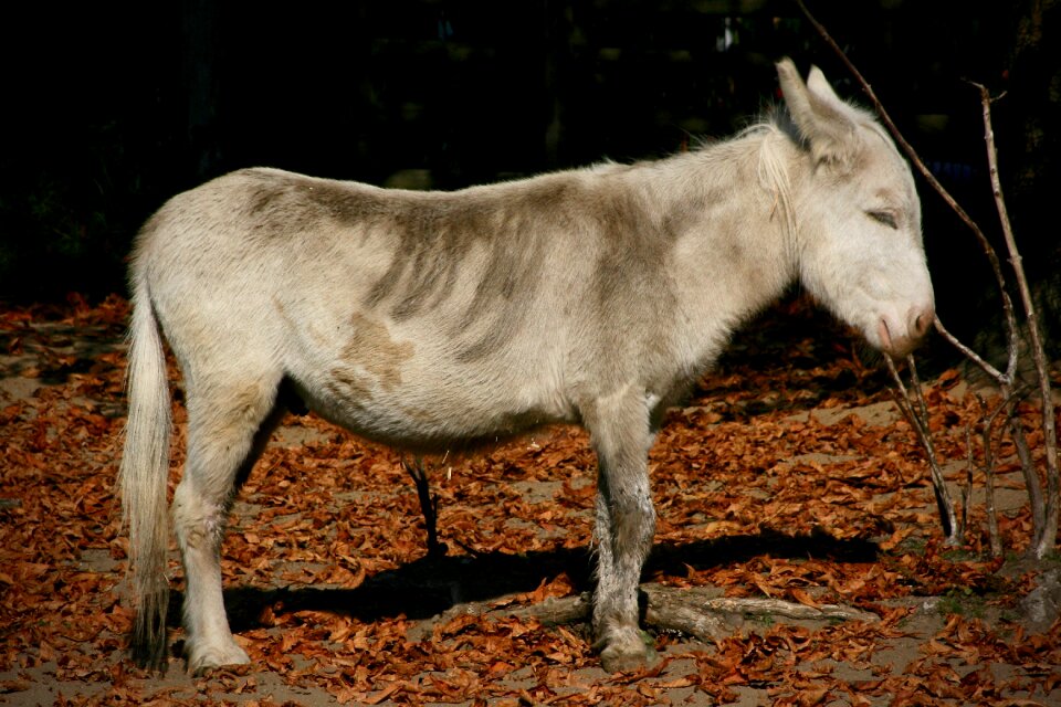 Donkey pet ungulate