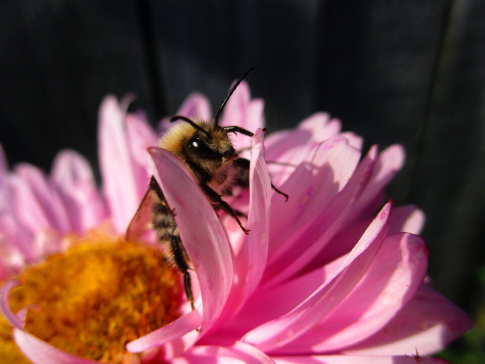 Pink bumblebees insects