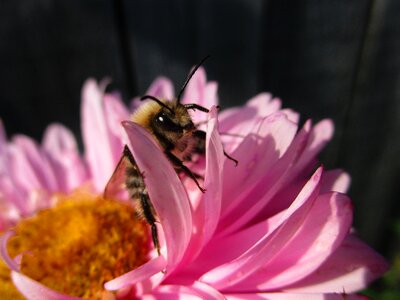 Pink bumblebees insects photo