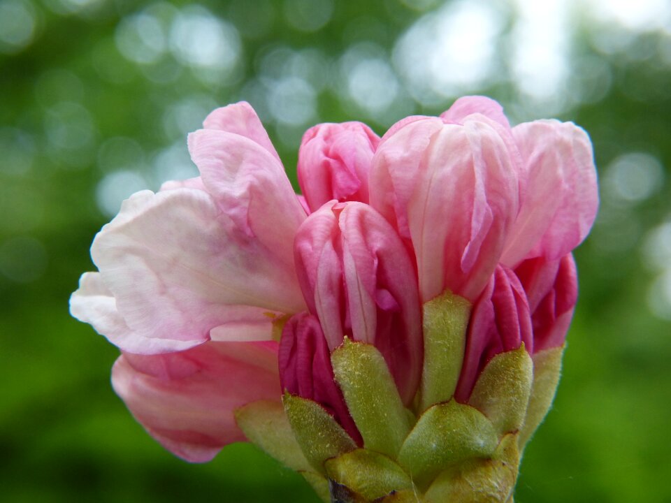 Blossom bloom spring