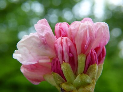 Blossom bloom spring