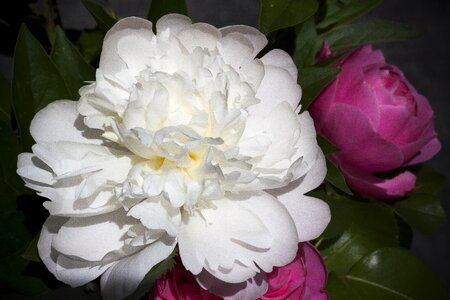 Bouquet flower nature