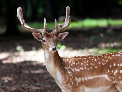 Young animal roe deer animal world