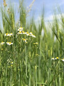 Flower bloom grass