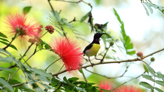 Sunbird purple rumped sunbird kerala photo