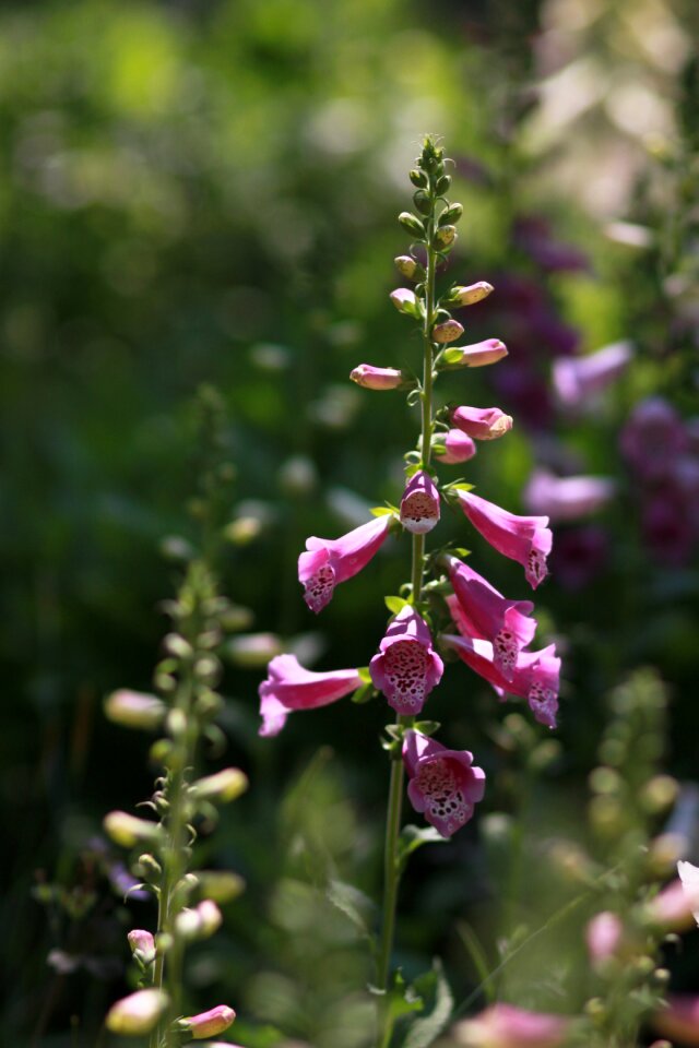 Plants summer wild