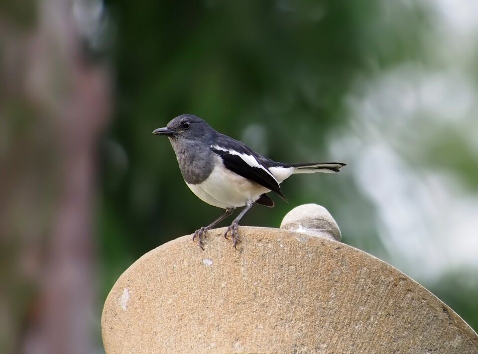 Outdoors animal little